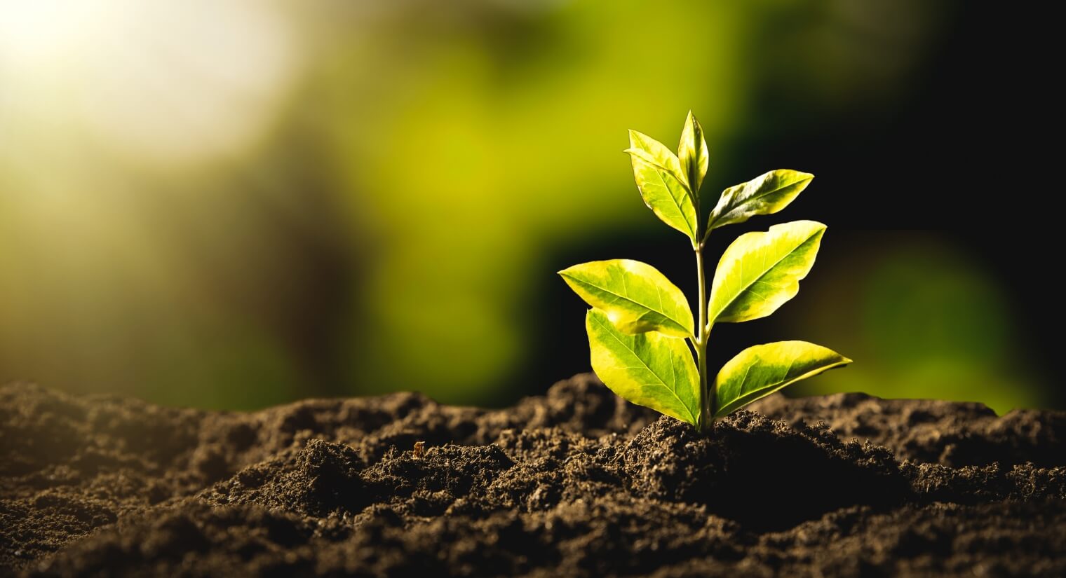 planted tree